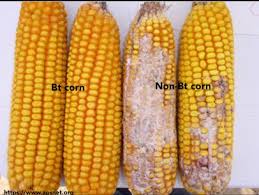 Bt Corn 